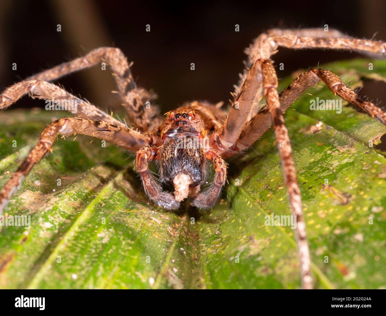Tropical wolf spider (family Ctenidae) feeding, Napo province, Ecuador ...