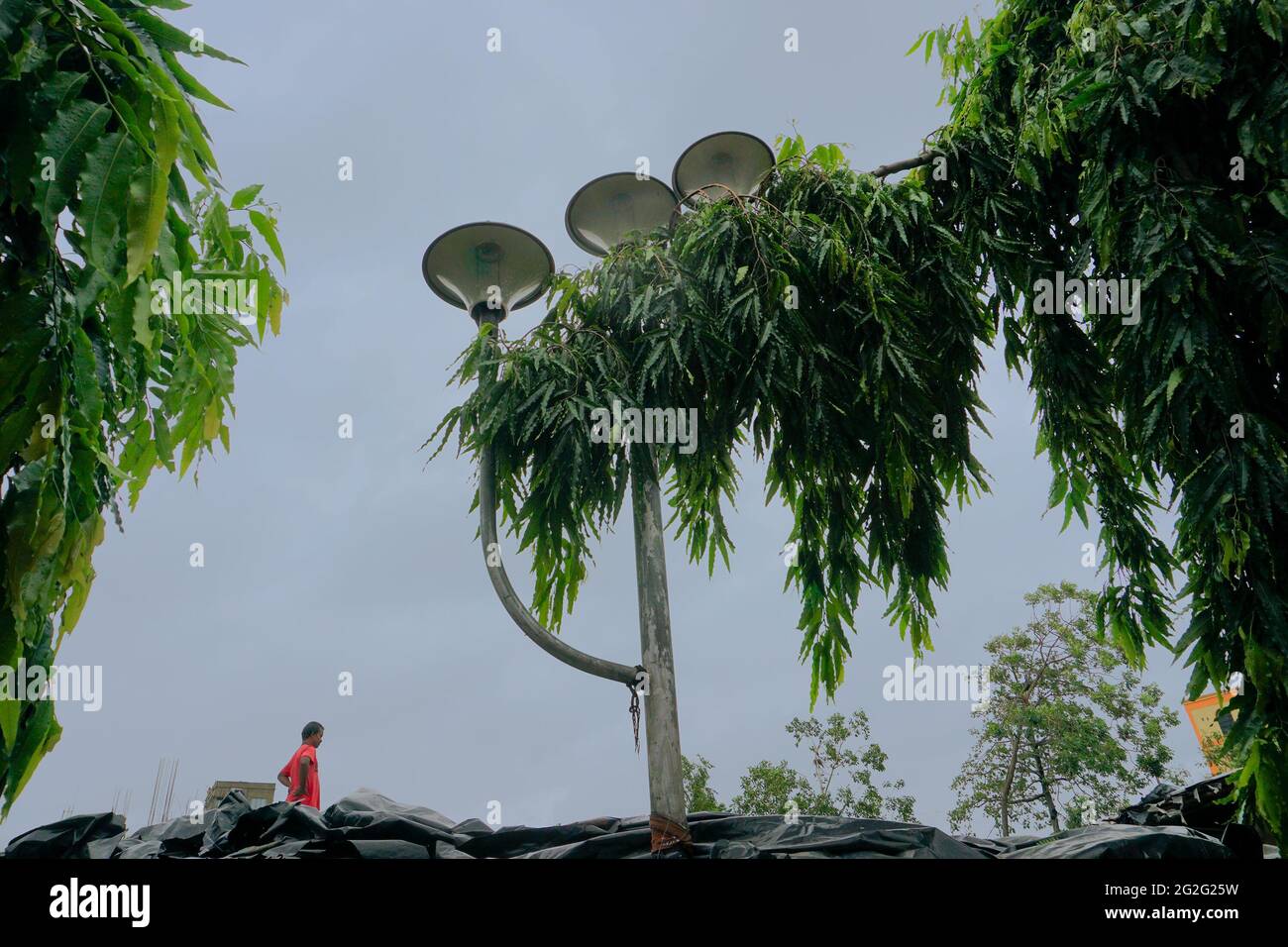 Howrah, West Bengal, India - 21st May 2020 : Super cyclone Amphan uprooted tree which fell on roof and severly damaged it. Stock Photo