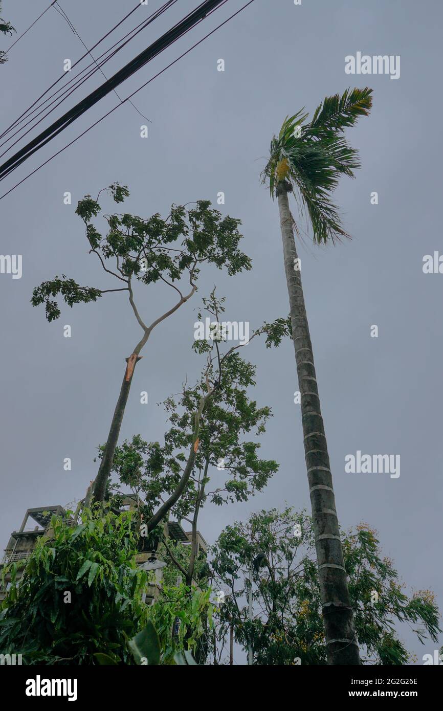 Super cyclone Amphan broke a tree which fell on ground. The devastation ...