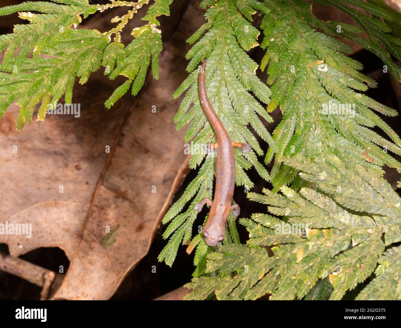 Ecuadorian climbing salamander (Bolitoglossa ecuatoriana) on a Selaginella plant in the rainforest, Napo province, Ecuador Stock Photo