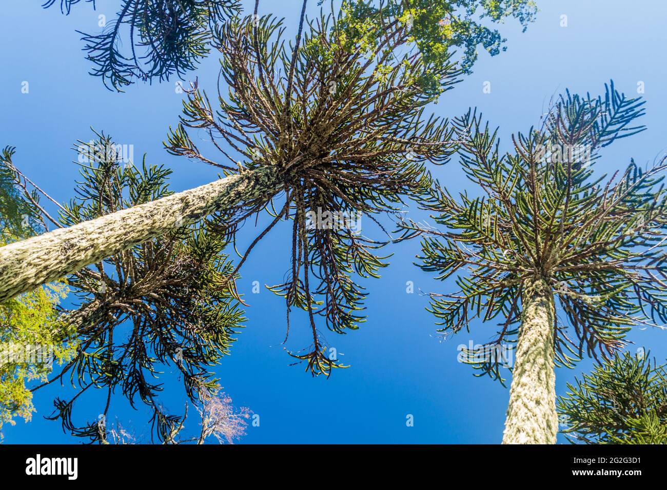 Araucaria forest in National Park Herquehue, Chile. The tree is called Araucaria araucana (commonly: monkey puzzle tree, monkey tail tree, Chilean pin Stock Photo