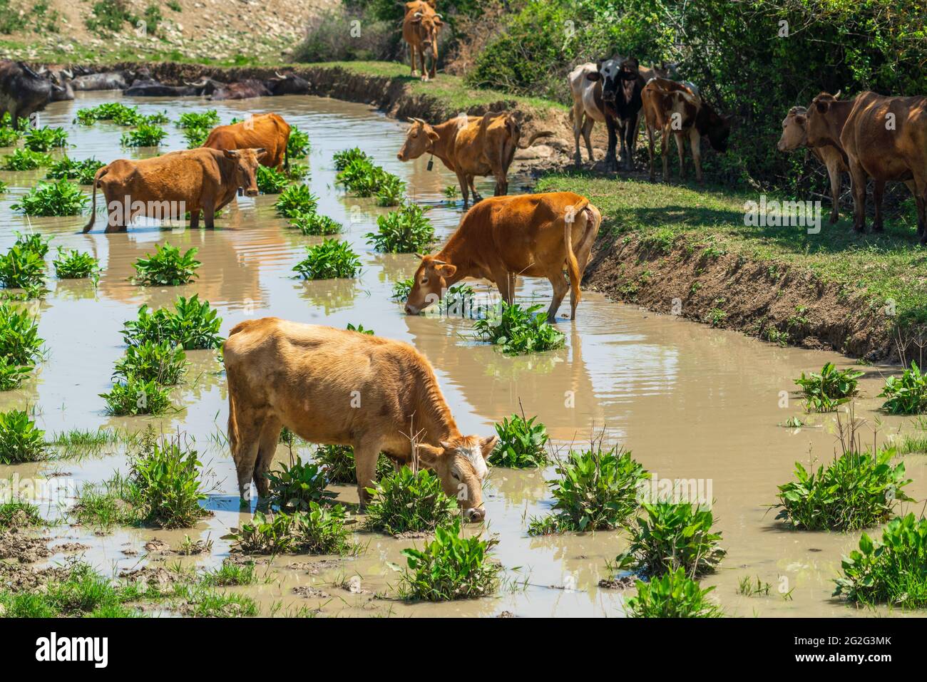 Cows at a watering hole Stock Photo Alamy
