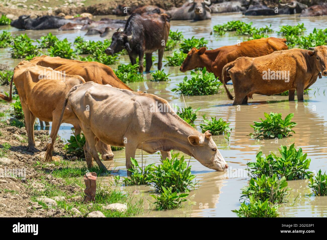 Cattle drinking at a watering hole hires stock photography and images