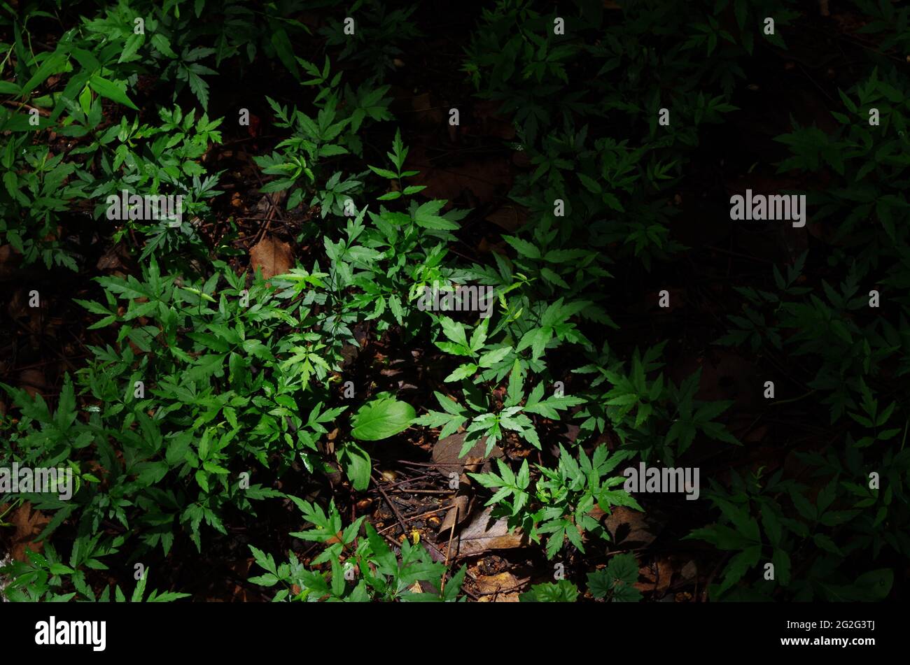 Light and shadow with seedling on the forest floor Stock Photo