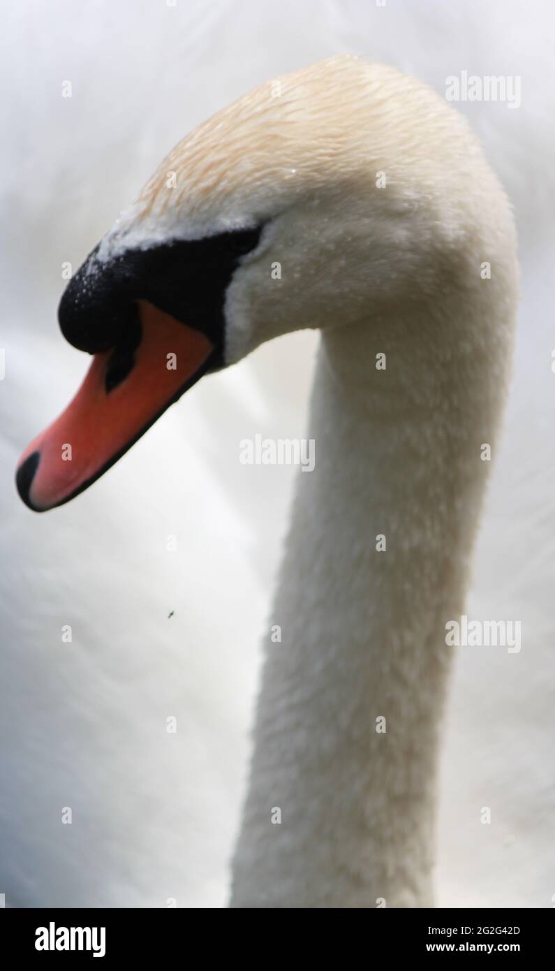 Beautiful and elegant white swan portrait. Mute swan close up. Stock Photo