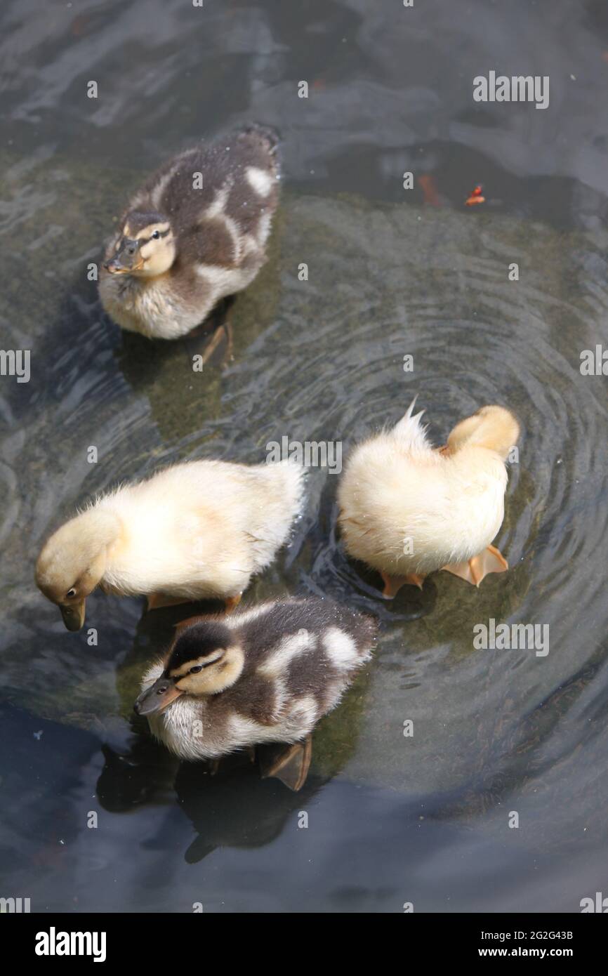 Adorable duckings swimming in a pond. Birds and waterfowl (UK). Scottish wildlife, UK. Stock Photo