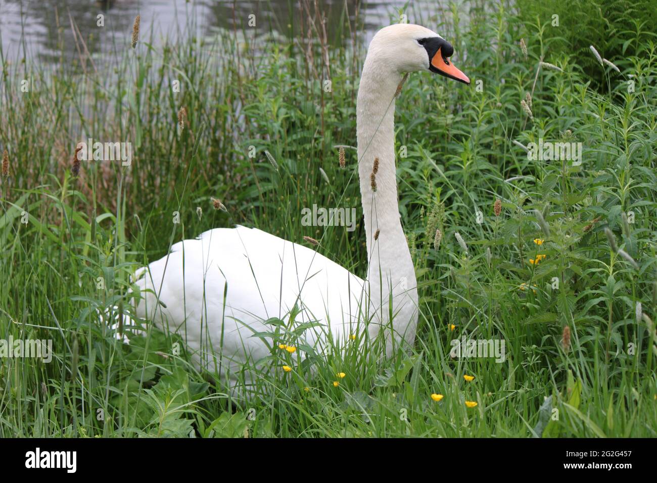 Beautiful large swan (Cygnus Olor) sitting in tall green grass. Mute swan thriving in urban space, Scottish wildlife living in green spaces. Stock Photo