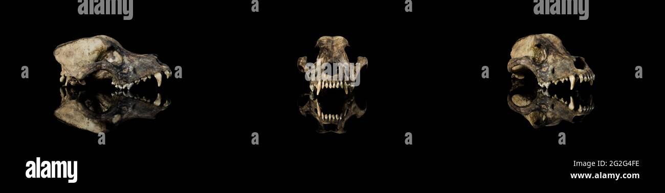 Set 3 view (face, side view, 3/4) Ancient earthy animal dog skull, jawless, modern reflection with isolated black background Stock Photo