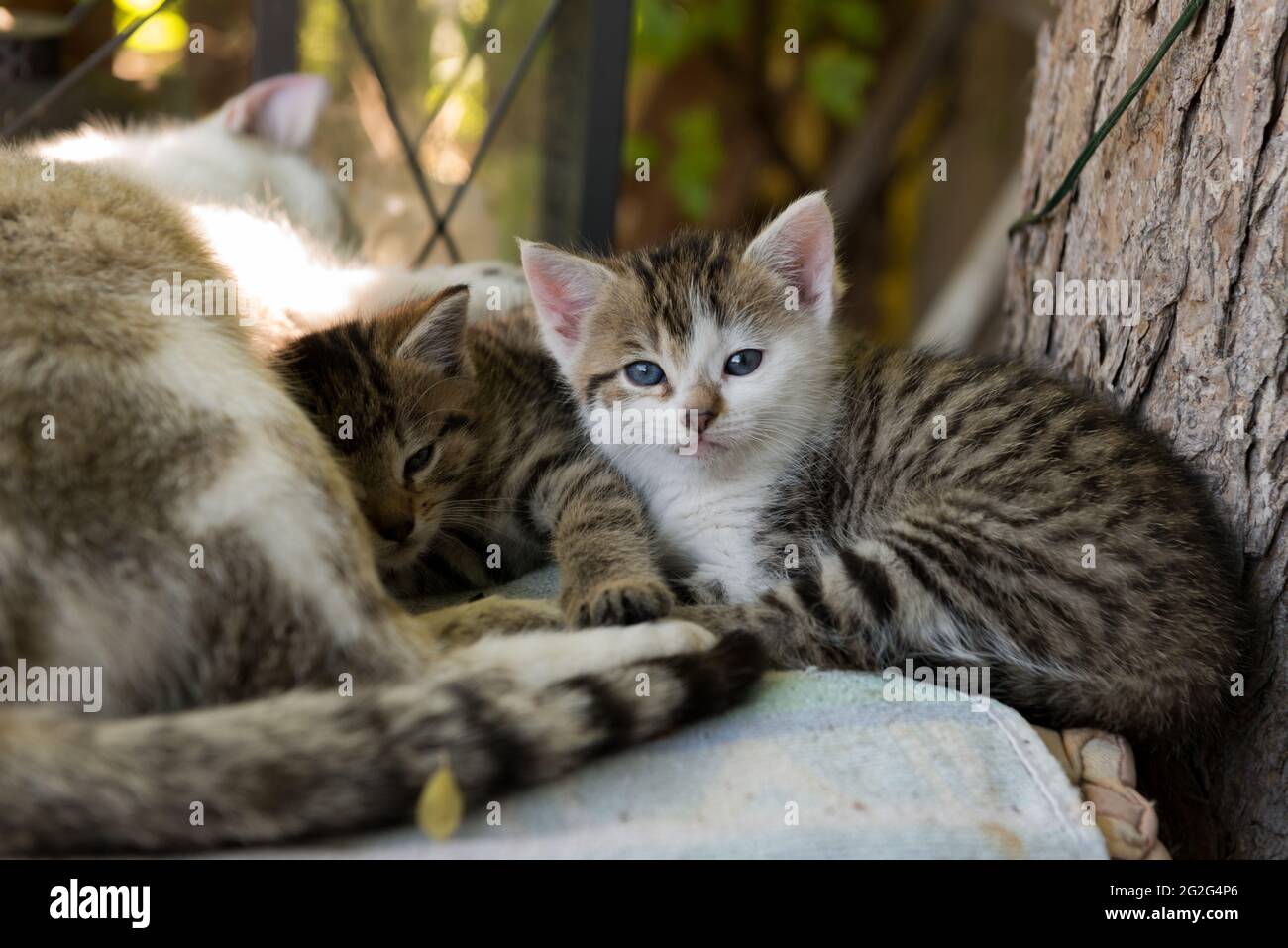 Cats, kittens Stock Photo