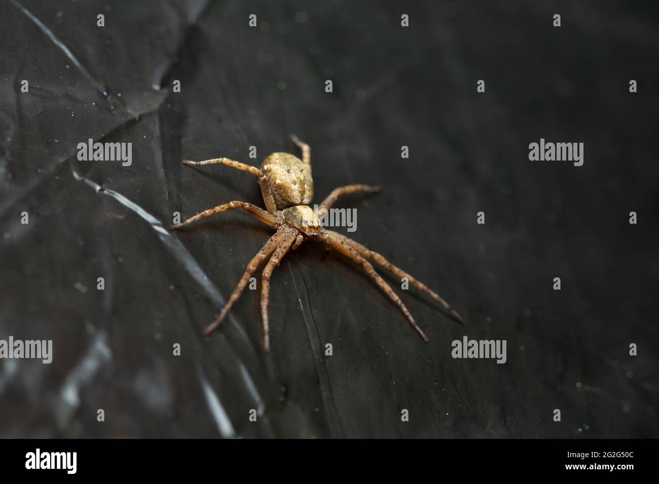 Running Crab Spider / Philodromus sp Stock Photo - Alamy