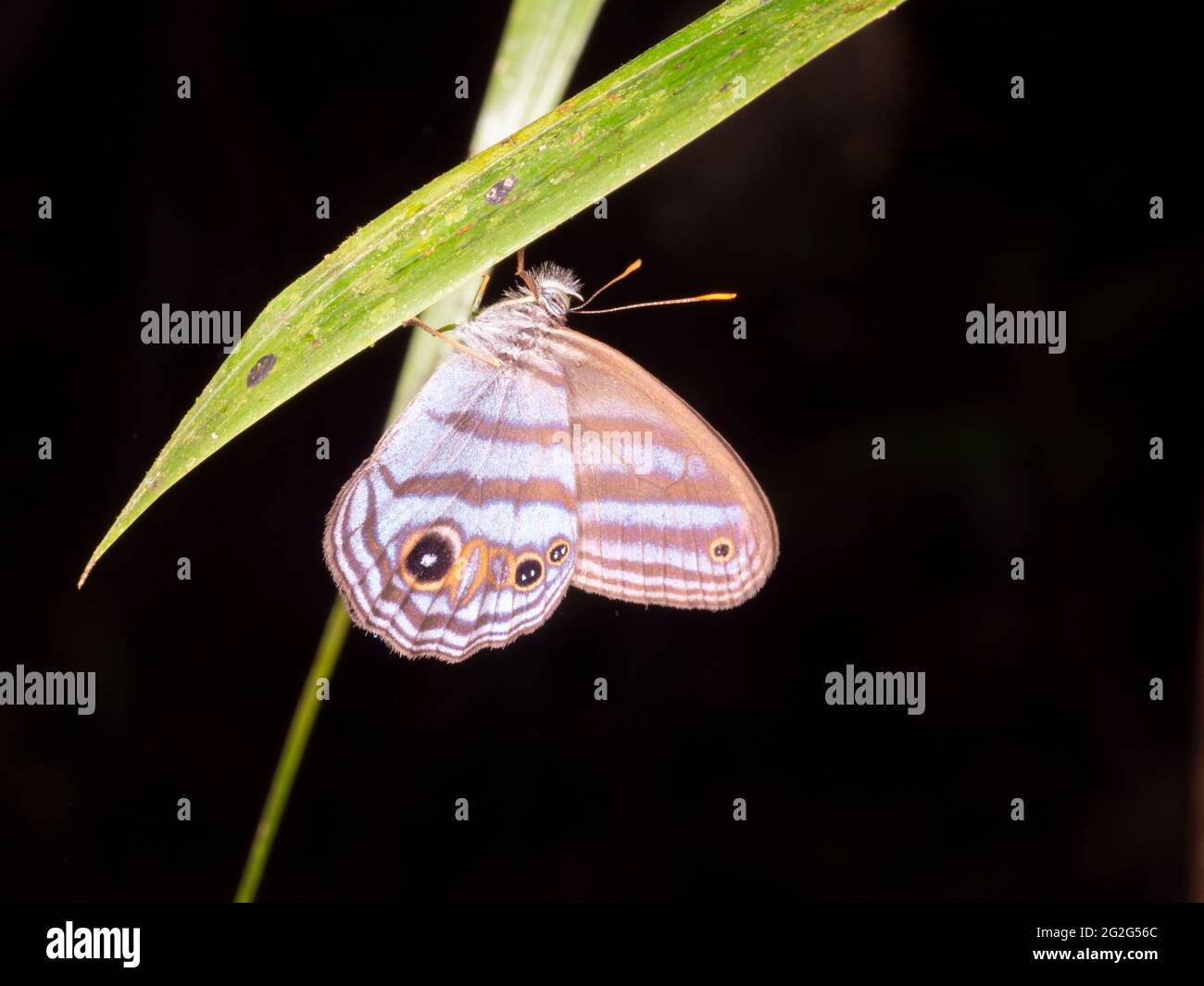 Butterfly roosting at night in the rainforest understory, Napo province, Ecuador Stock Photo