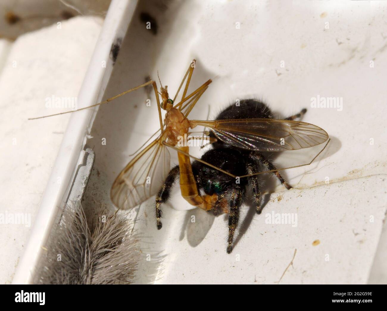 Bold Jumping Spider, Phidippus audax, with captured prey, Tiger Crane Fly, Nephrotoma macrocera Stock Photo