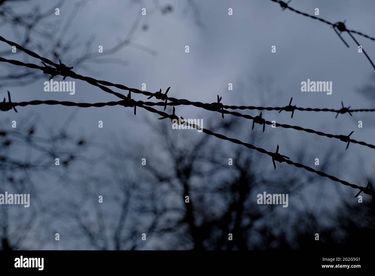 barbed wire against a gray sky and black tree silhouettes. Prison, security, military, boundary Stock Photo