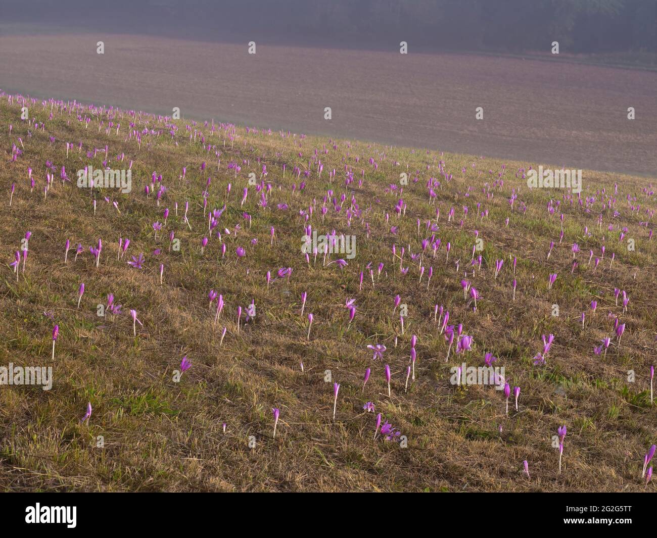 Europe, Germany, Hesse, hinterland, Lahn-Dill-Bergland nature park, Gladenbach, meadow with blooming autumn crocus Stock Photo