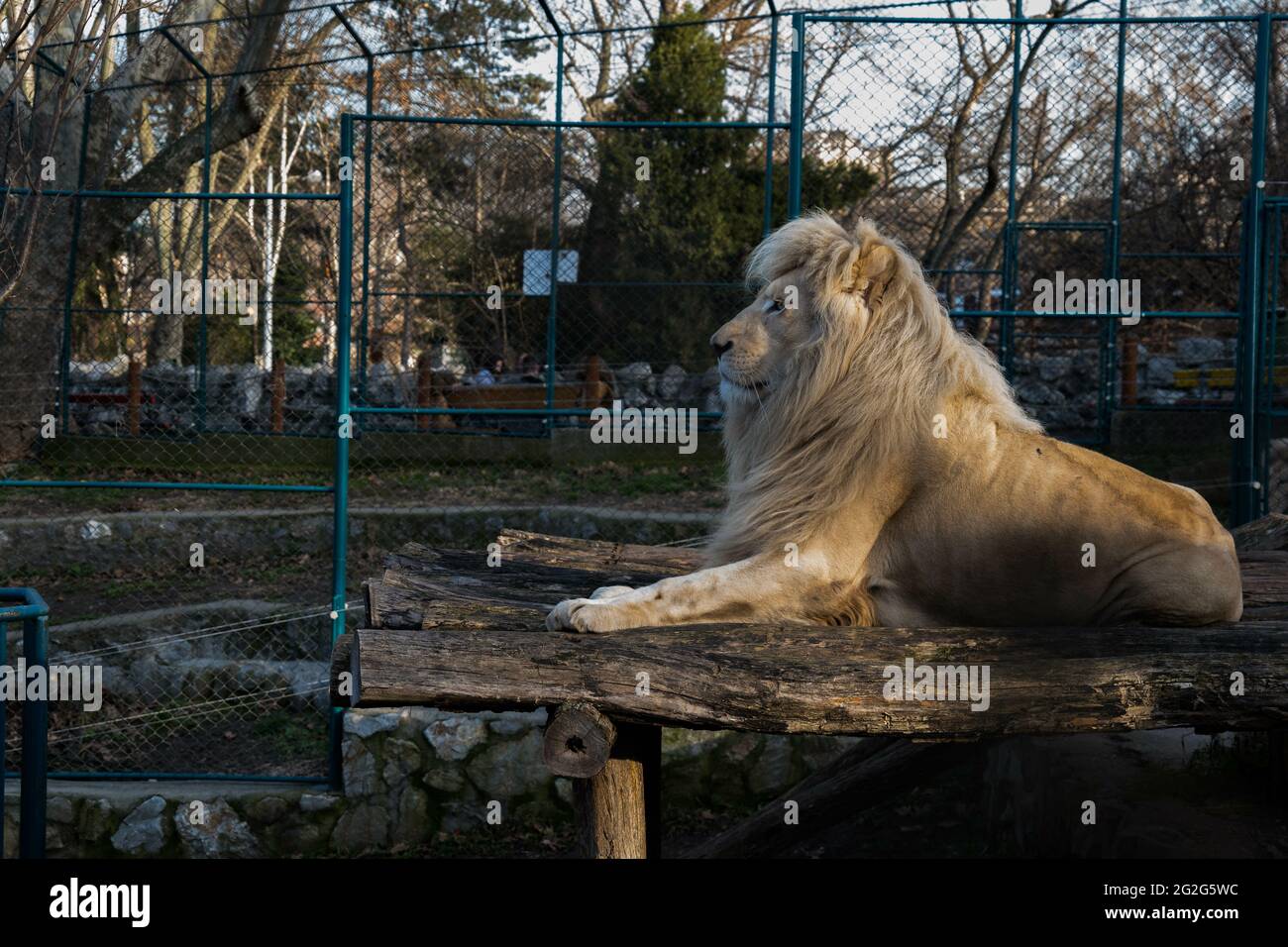Lion in captivity - Medium Shot Stock Photo