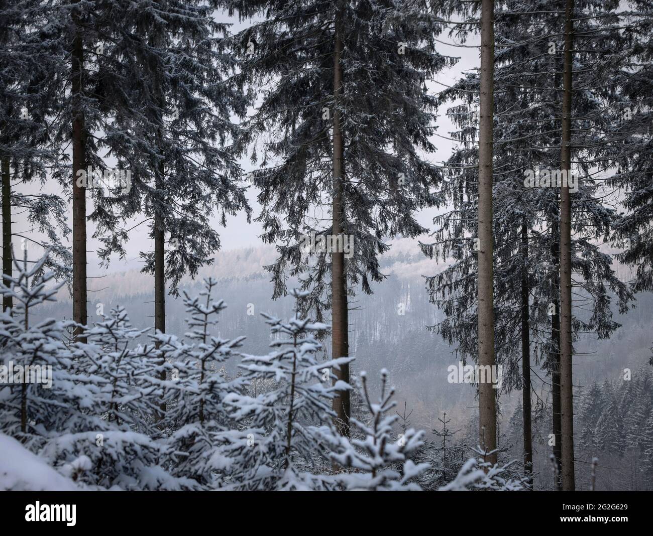High spruce forest in the snow Stock Photo - Alamy