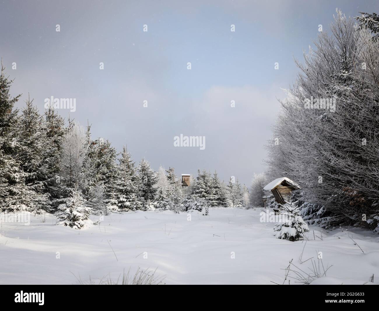 Forest in winter in the Sauerland Stock Photo