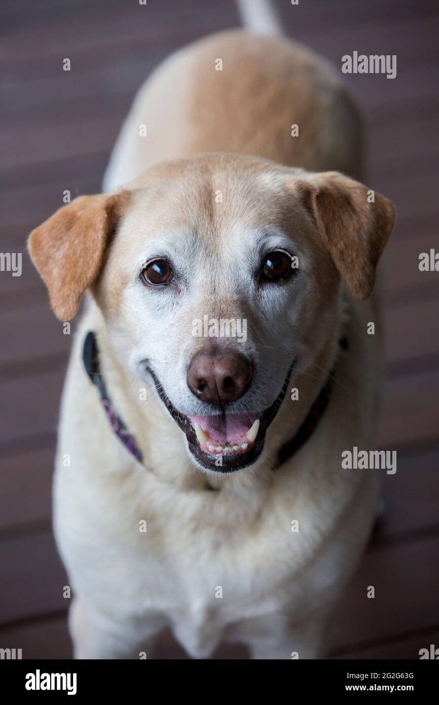Portrait of  yellow labrador mix looking at camera Stock Photo