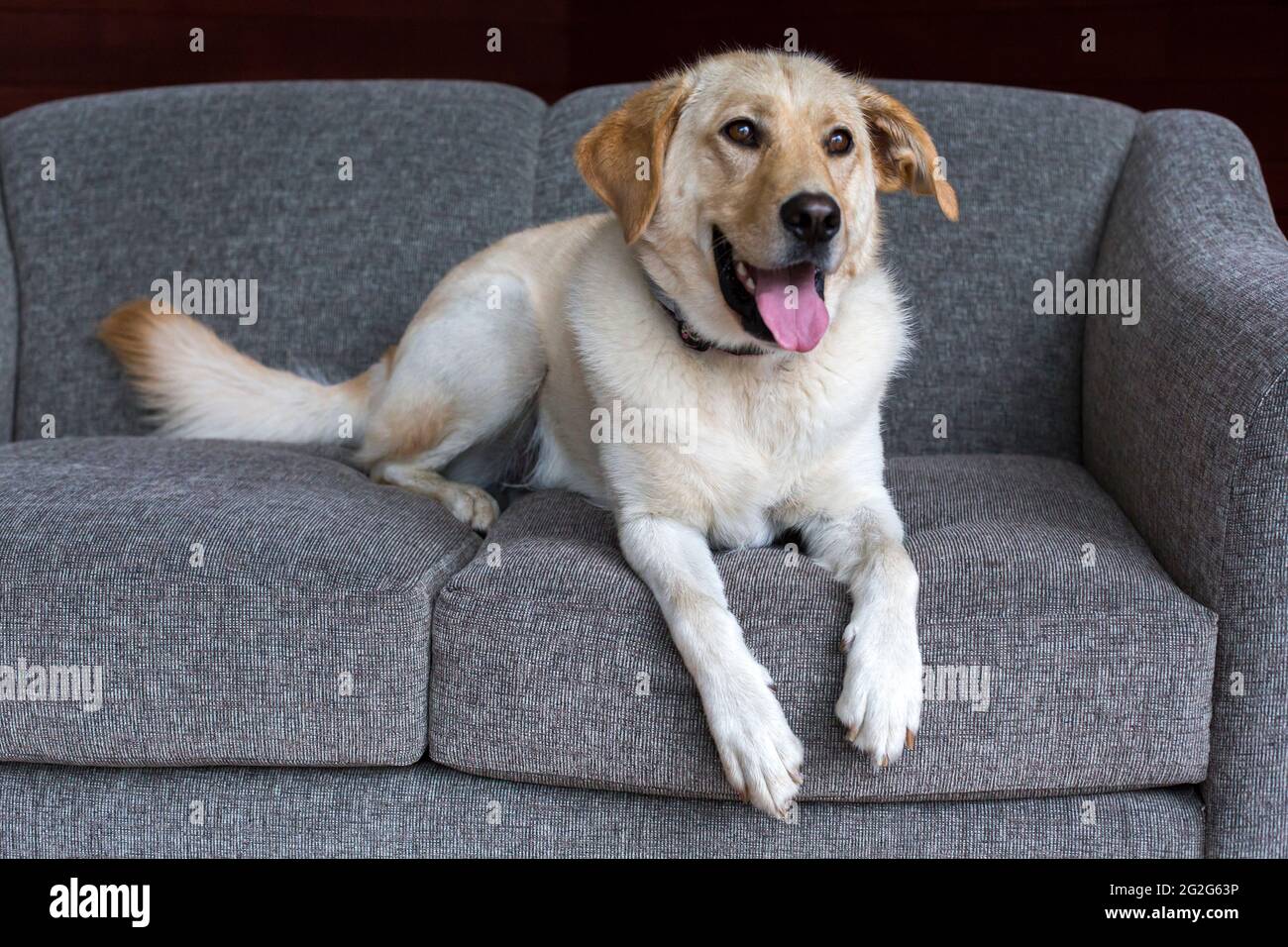 Why Do Dogs Sleep On The Couch