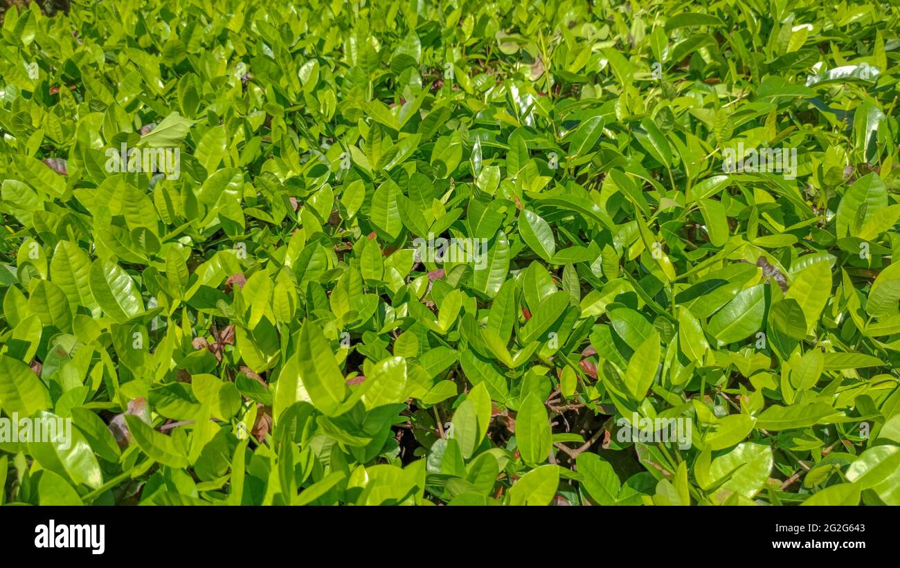 Bright green leaves during the sunny day, copy space, puzzle pix Stock Photo