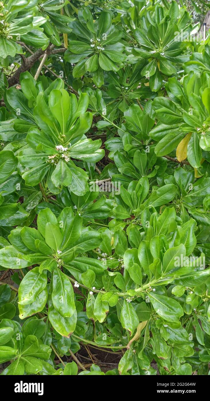 Green leaves Japanese mock orange or Pittosporum Tobira Nana Stock Photo