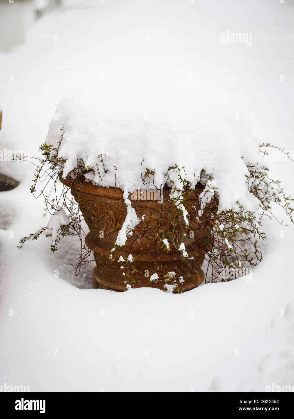 Savory in a terracotta pot in the snow Stock Photo