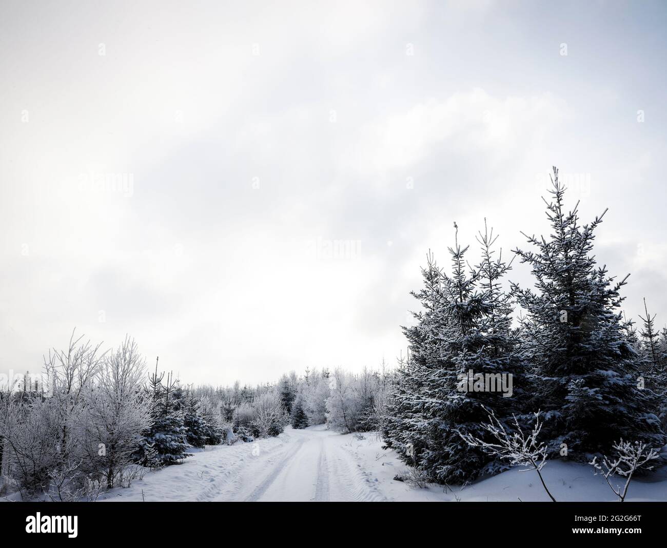 Forest path in the snow with young spruce trees Stock Photo