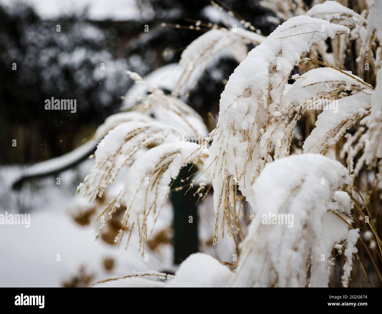 Grasses in winter with snow Stock Photo - Alamy