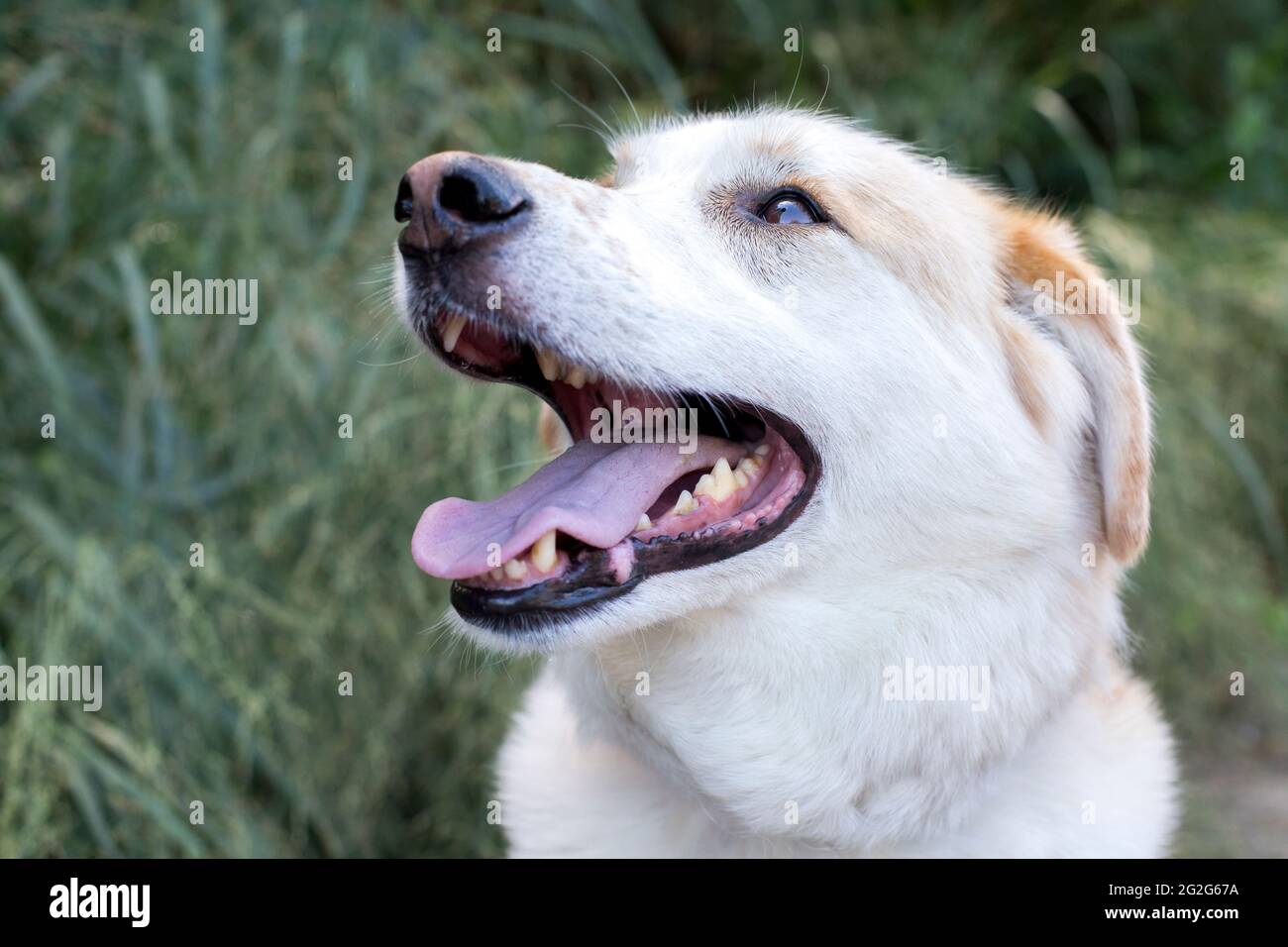 White german shepherd golden retriever mix discount