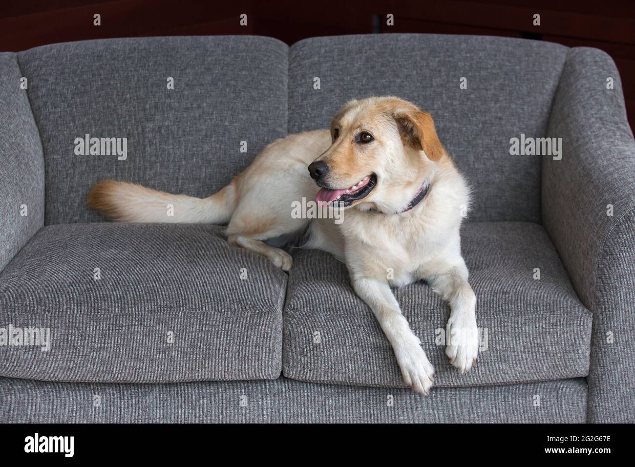 A white golden retriever labrador mix dog lying on gray couch Stock