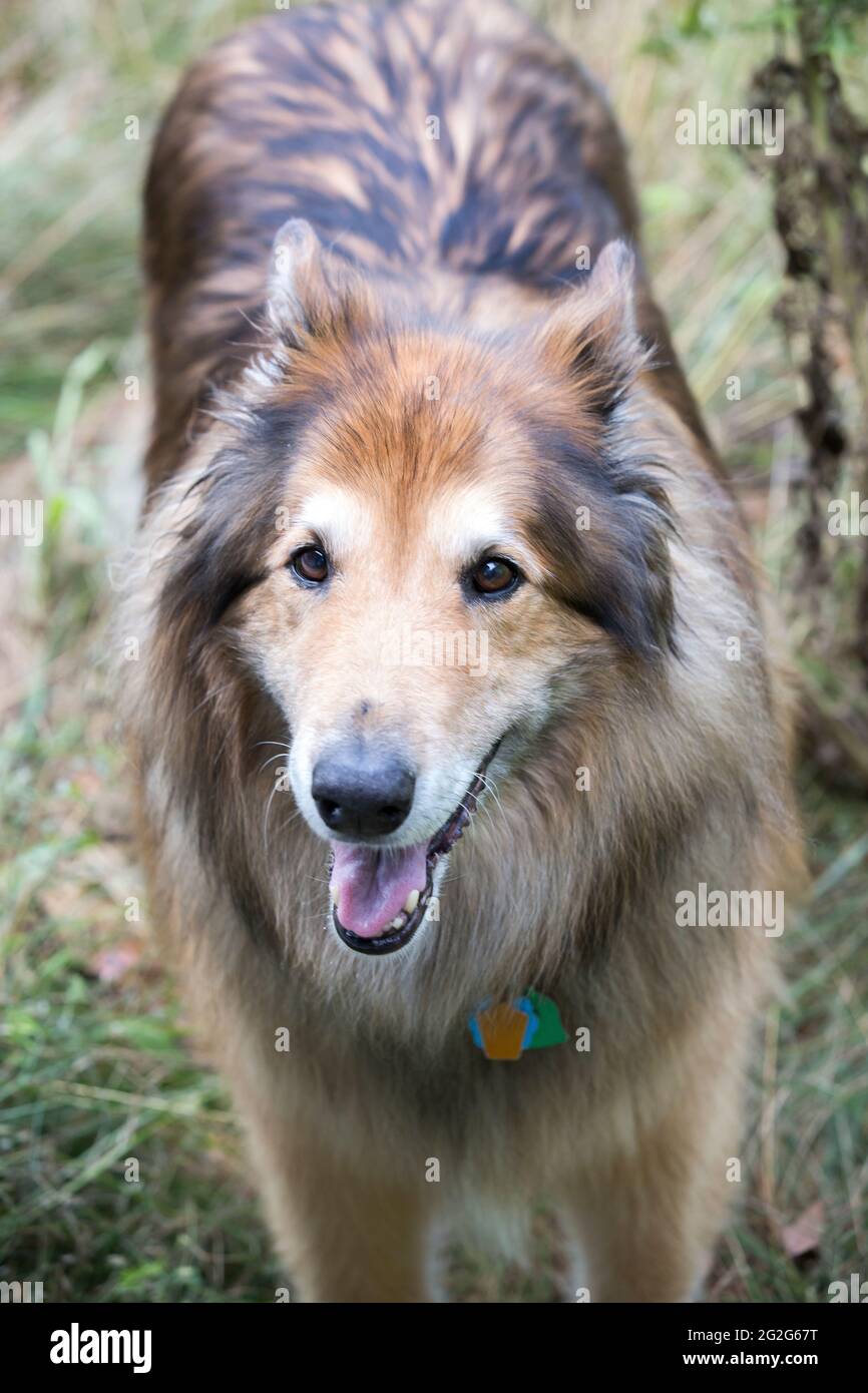 Shepherd collie mix photography images Alamy