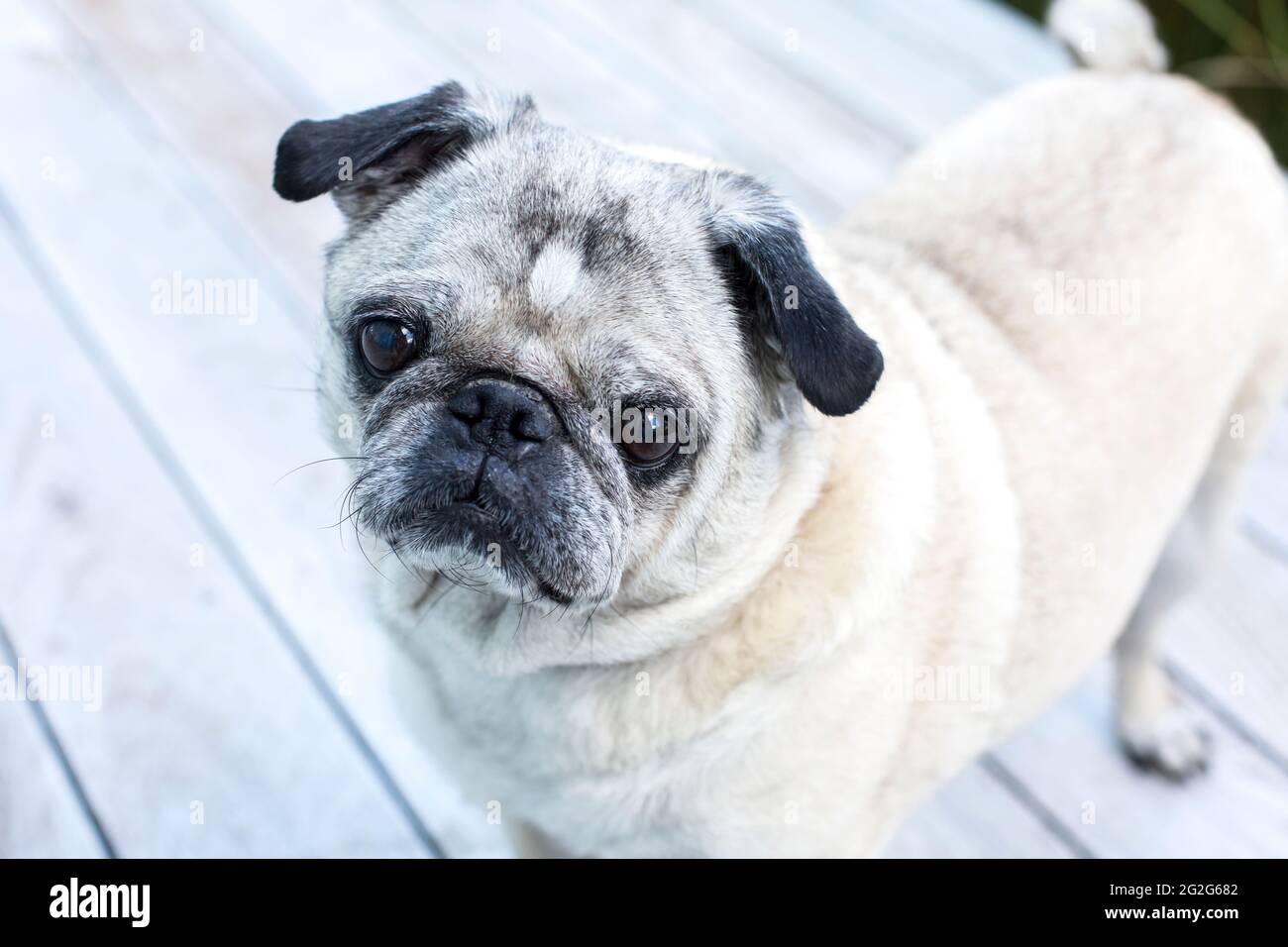 A close-up portrait of pug looking at camera with deck in background Stock Photo