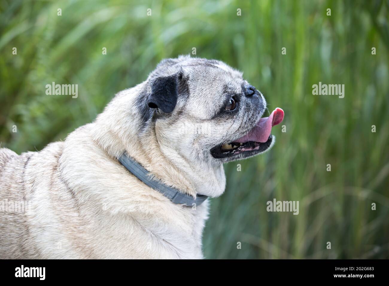 A close-up side-view of pug dog with grass in background. Stock Photo