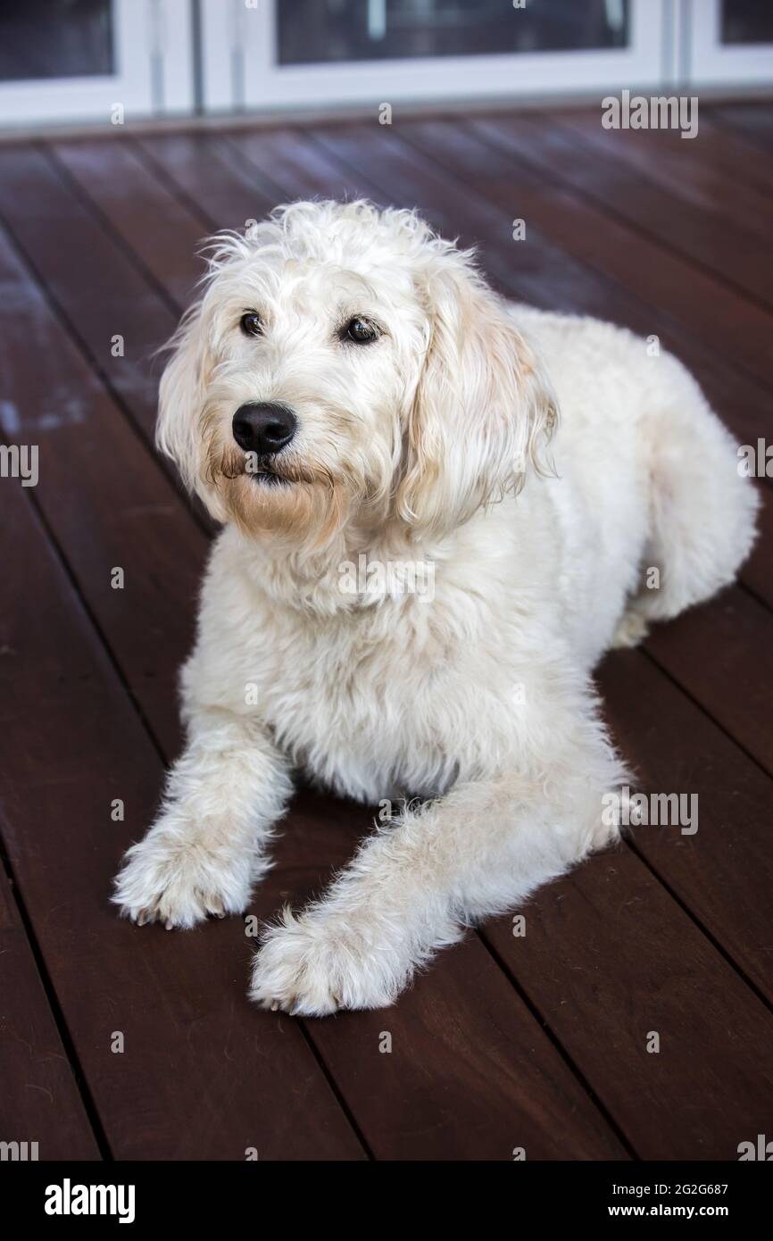 A close-up portrait of white labradoodle lying on wooden deck. Stock Photo