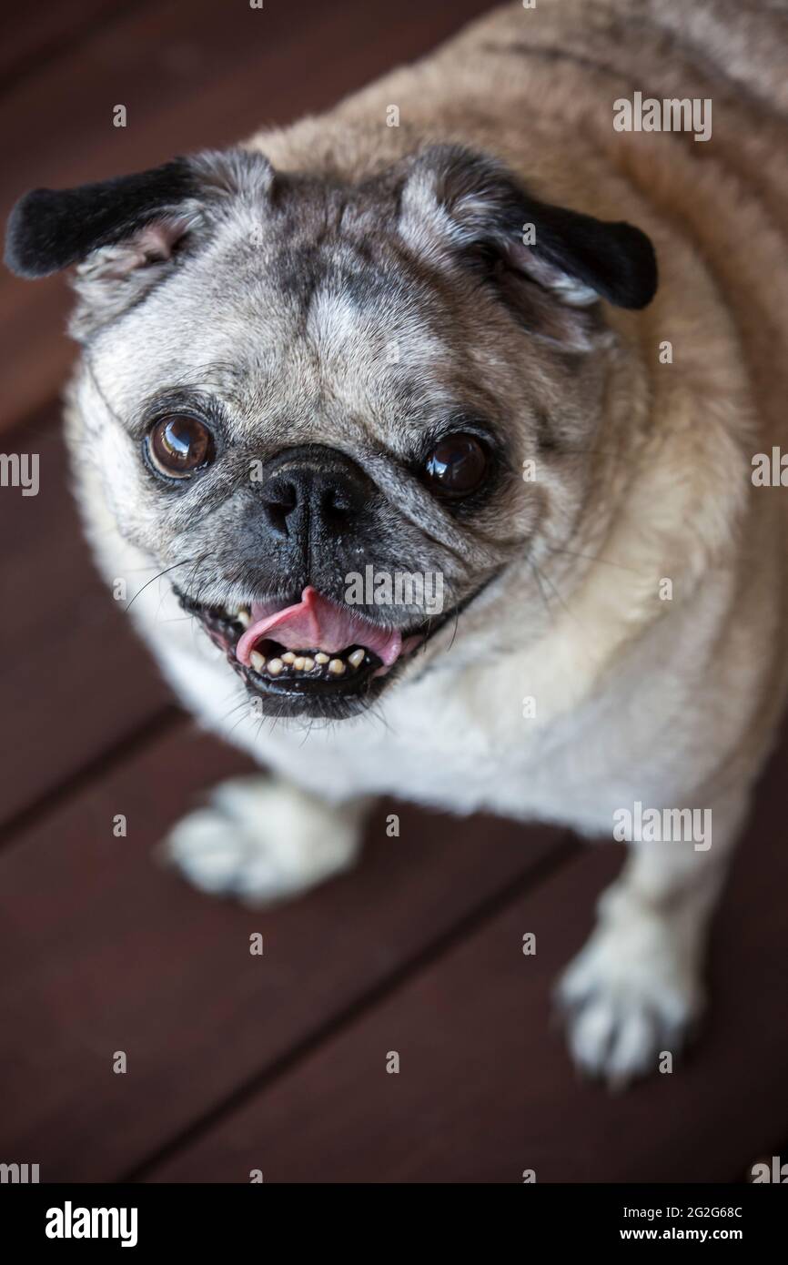 A close-up portrait of pug looking at camera with mouth open. Stock Photo