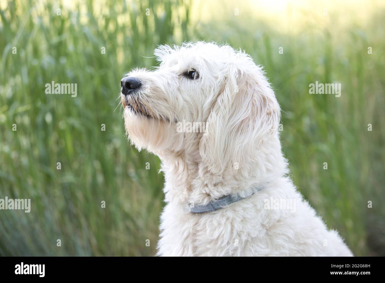 A close-up side-view portrait of white labradoodle sitting in grass Stock Photo