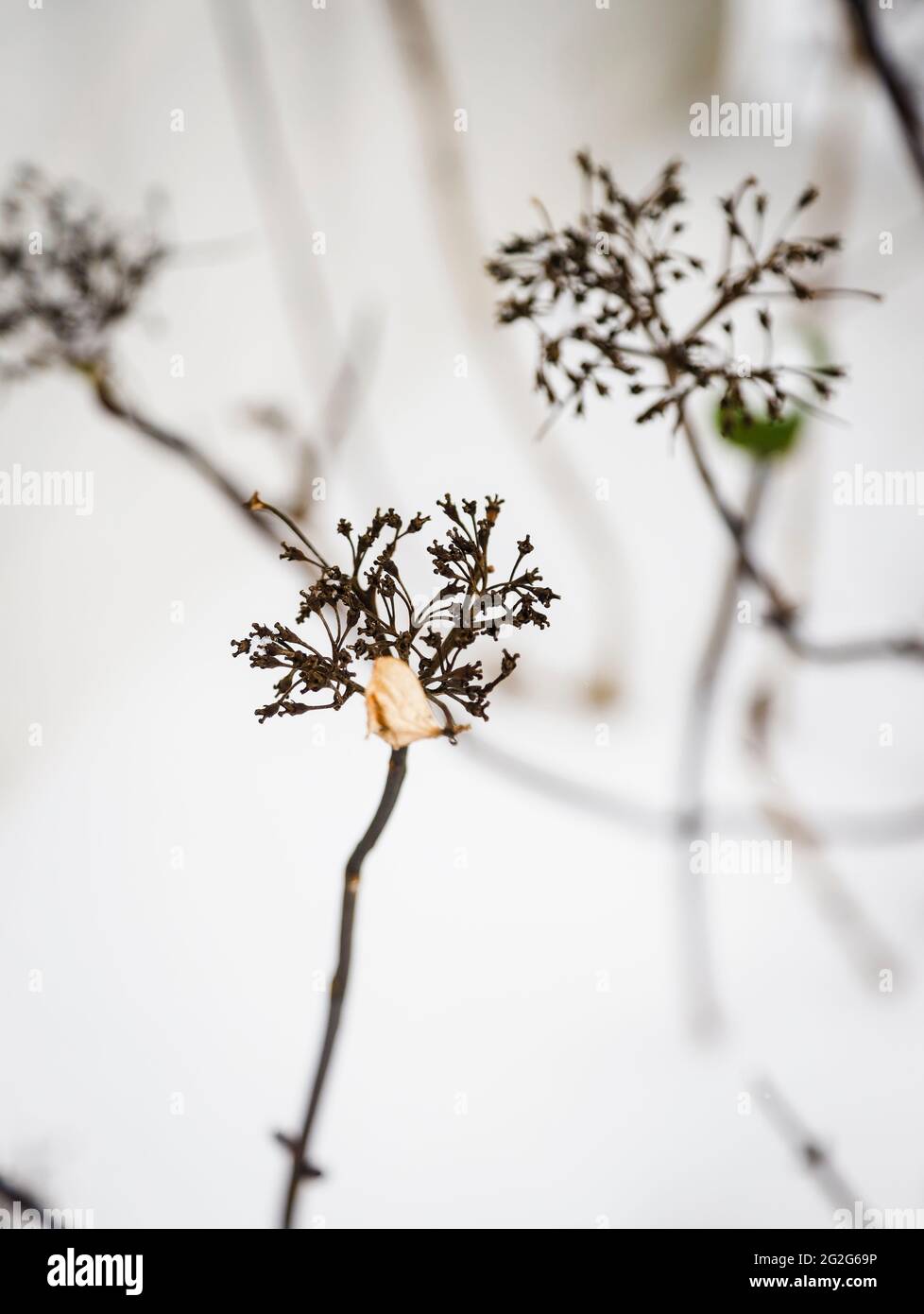 Hydrangea flowers in winter in the snow Stock Photo Alamy
