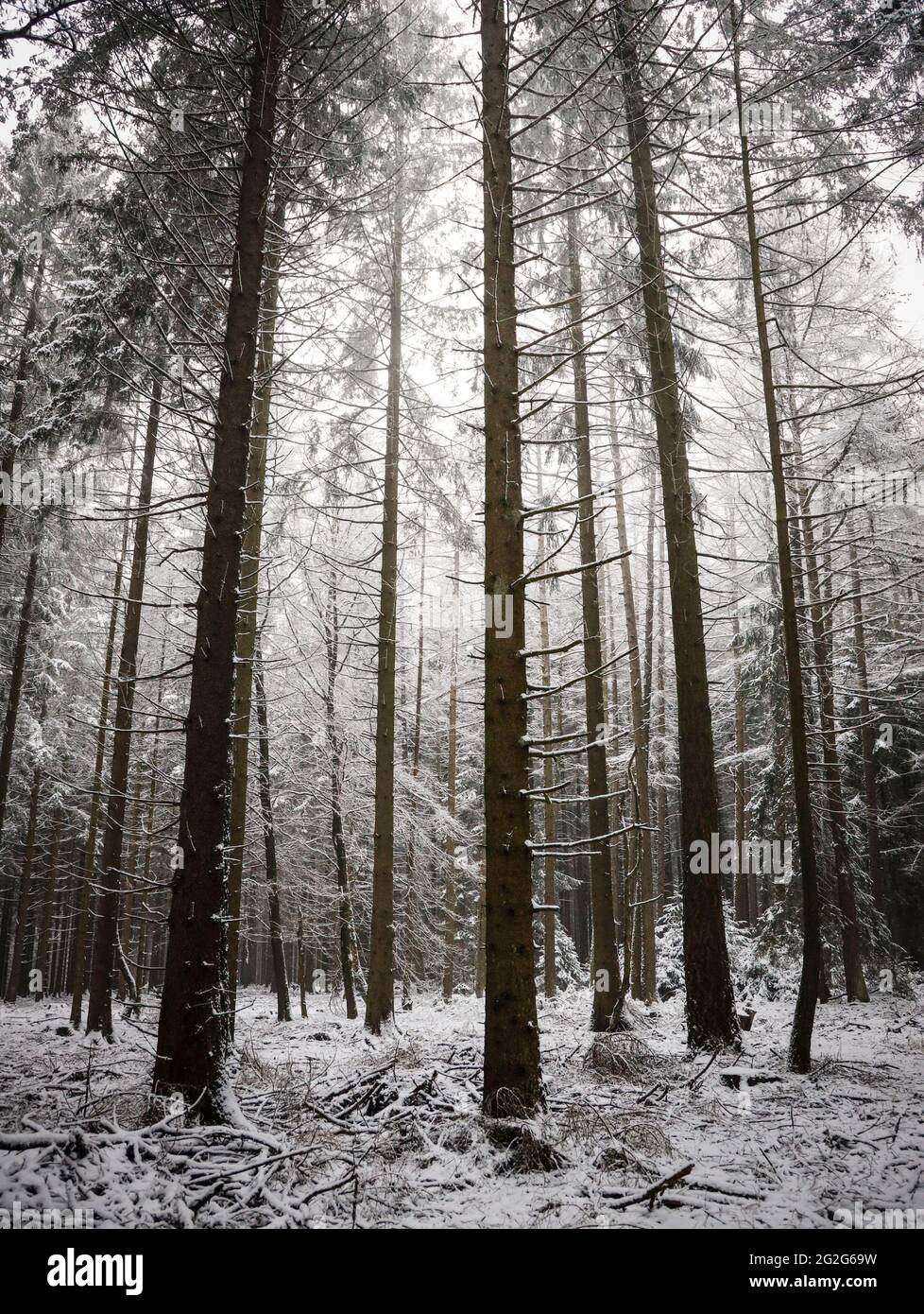 Dead spruce trees in winter Stock Photo