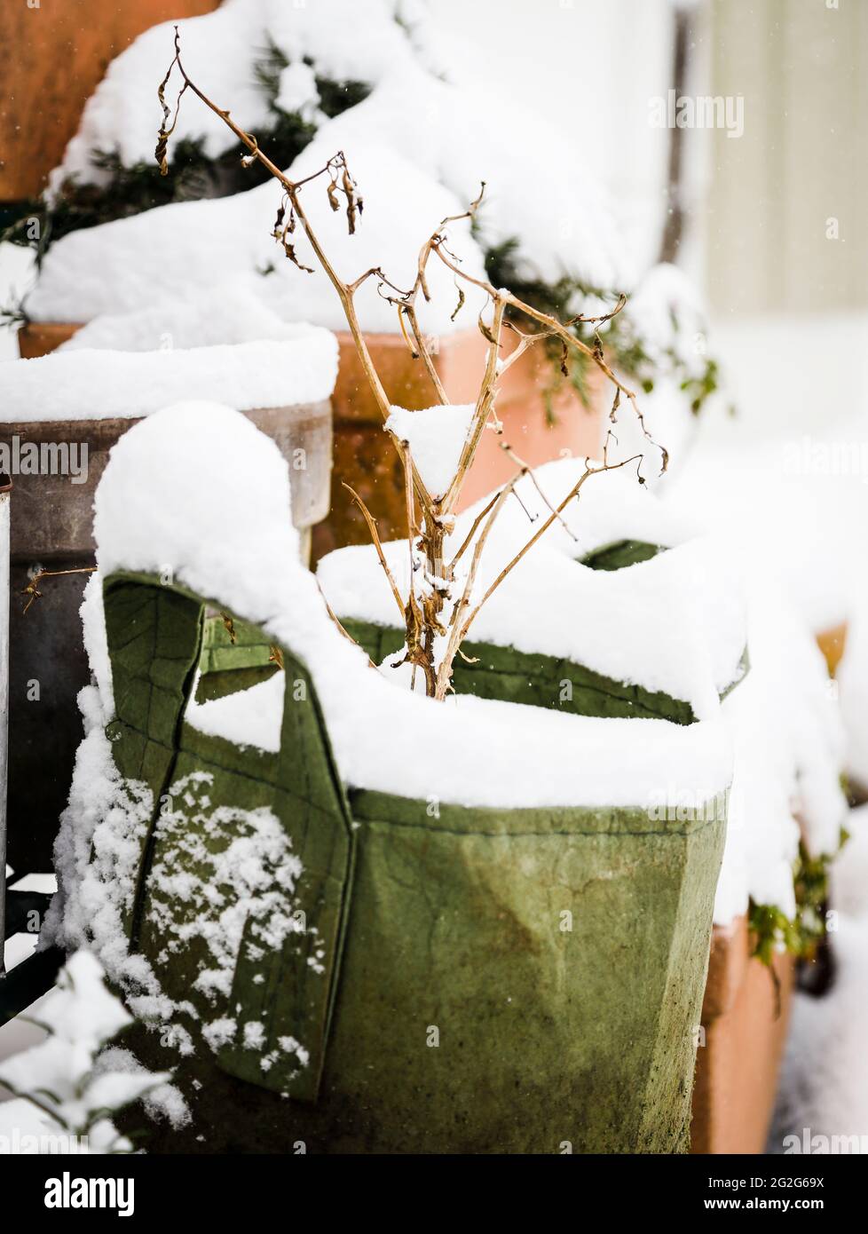 Planting sack in the winter in the snow Stock Photo