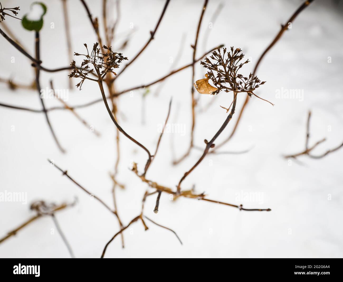 Hydrangea flowers in winter in the snow Stock Photo Alamy