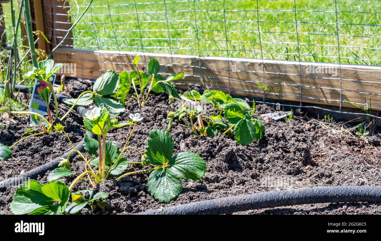 Garden with wire fencing to keep out rabbits. Strawberries planted in