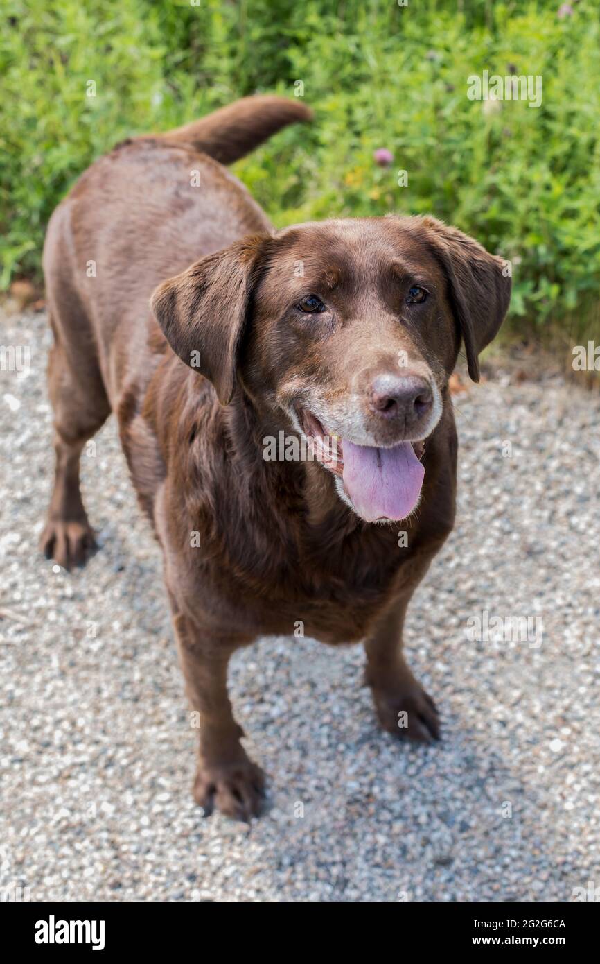 A close-up portrait of chocolate labrador dog in grassy area Stock Photo