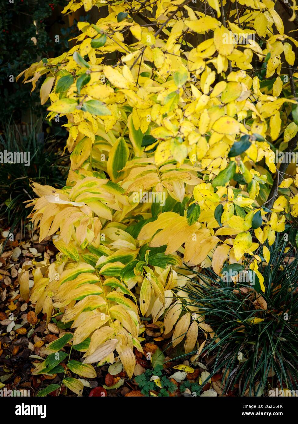 Autumn leaves from the giant lily of the valley, Stock Photo
