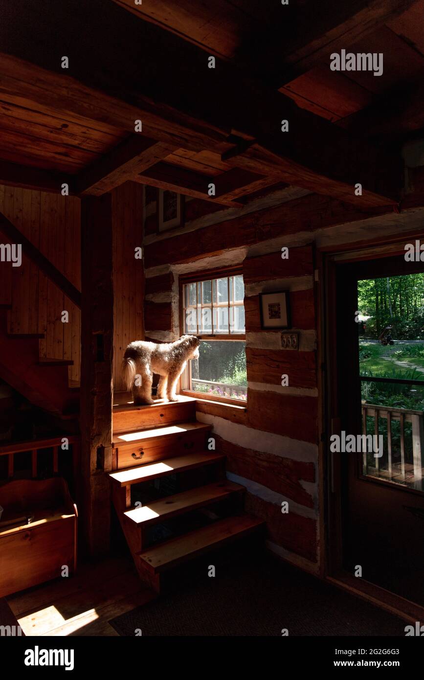 Fluffy dog looking out the window of a log cabin home from the stairs. Stock Photo