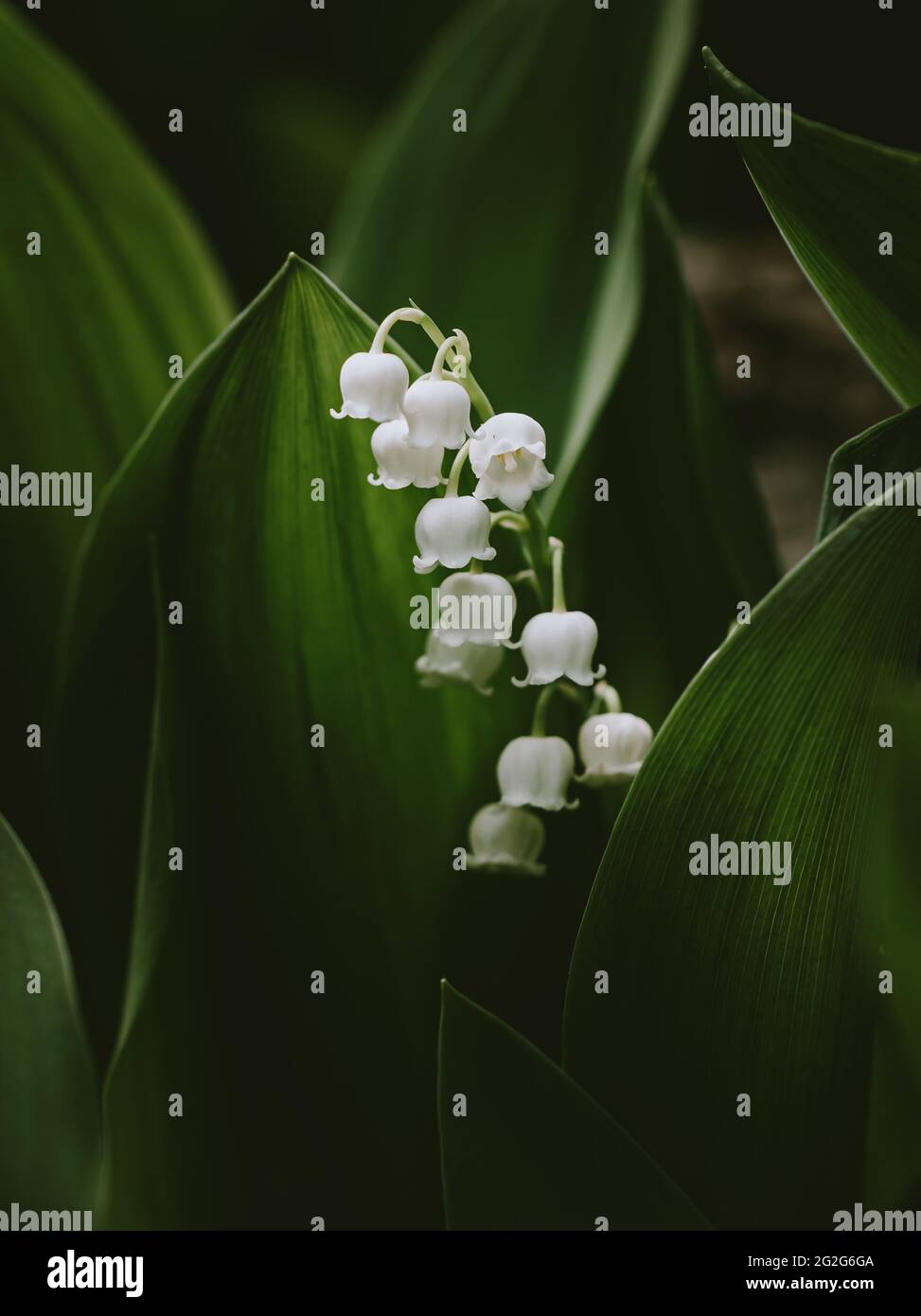 Close up of white lily of the valley flowers among it's green leaves. Stock Photo