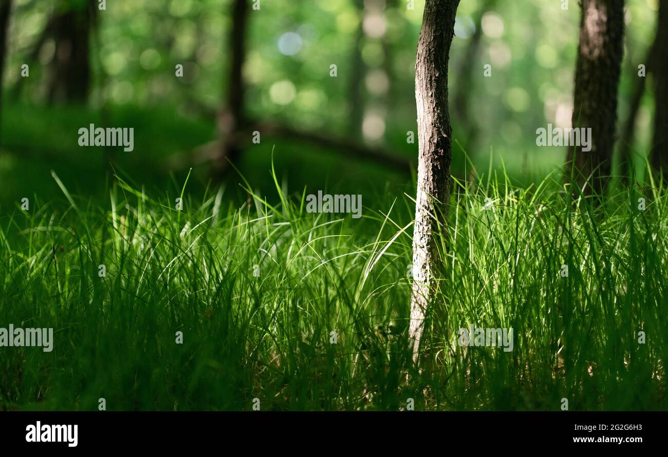 Sunshine illuminating patch of grass and small tree in the forest. Stock Photo
