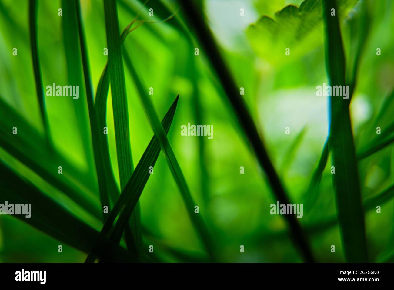 Close Up of Green Grass Stock Photo - Alamy