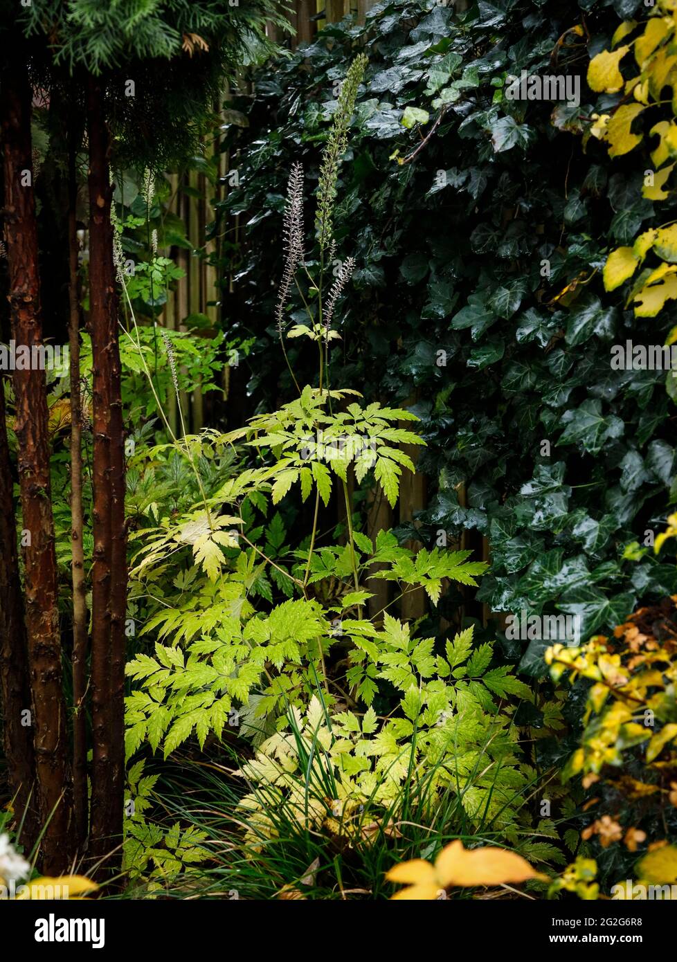 Ivy and large perennials in autumn Stock Photo