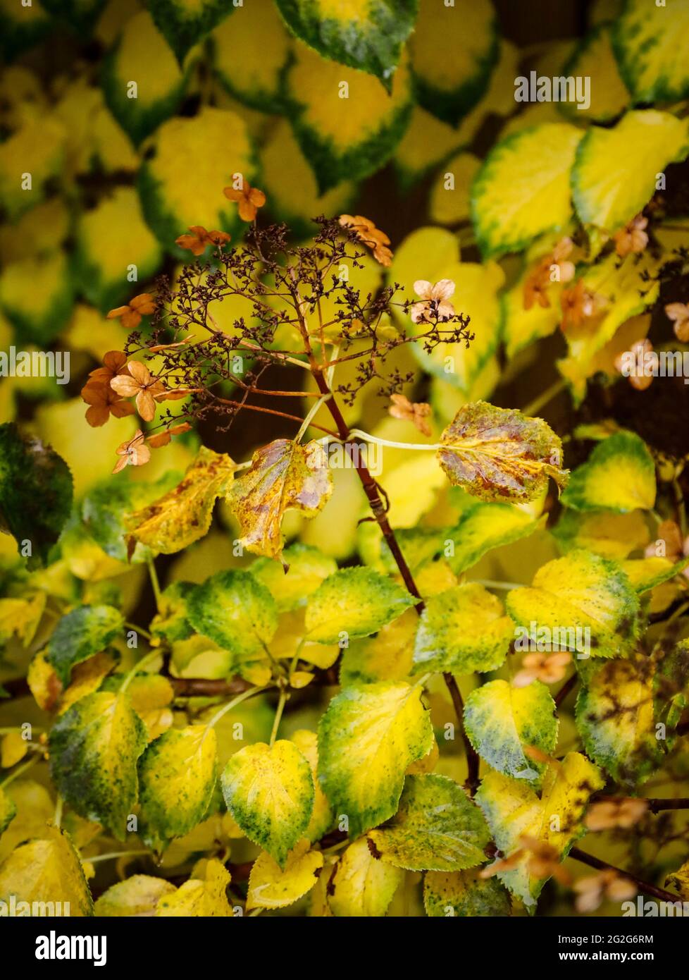 Climbing hydrangea hi-res stock photography and images - Alamy