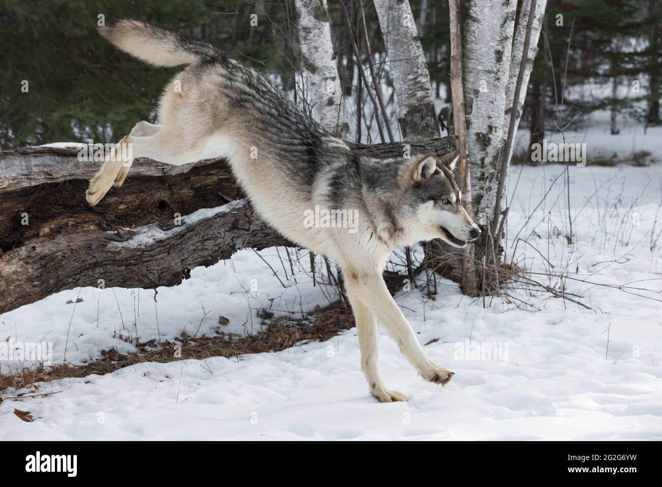 Grey Wolf (Canis lupus) Lands After Jumping Over Log Winter - captive animal Stock Photo